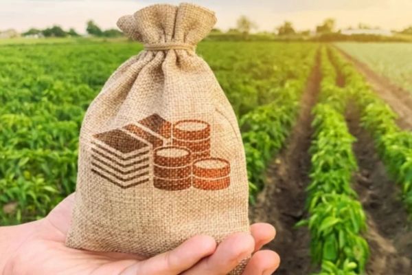 Đất ở, đất nông nghiệp: Những khác biệt cần lưu ý khi tặng cho