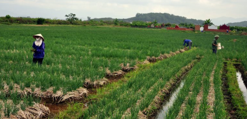 Đất 5%